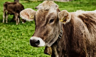 Australian cow