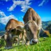 cow feeding grass