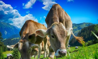 cow feeding grass