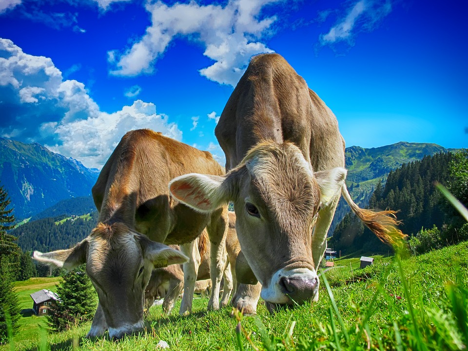 cow feeding grass
