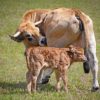 Calf management