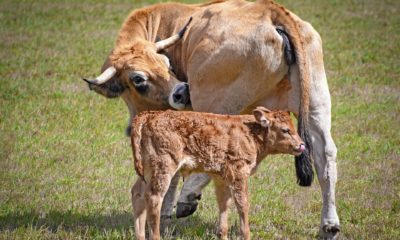 Calf management