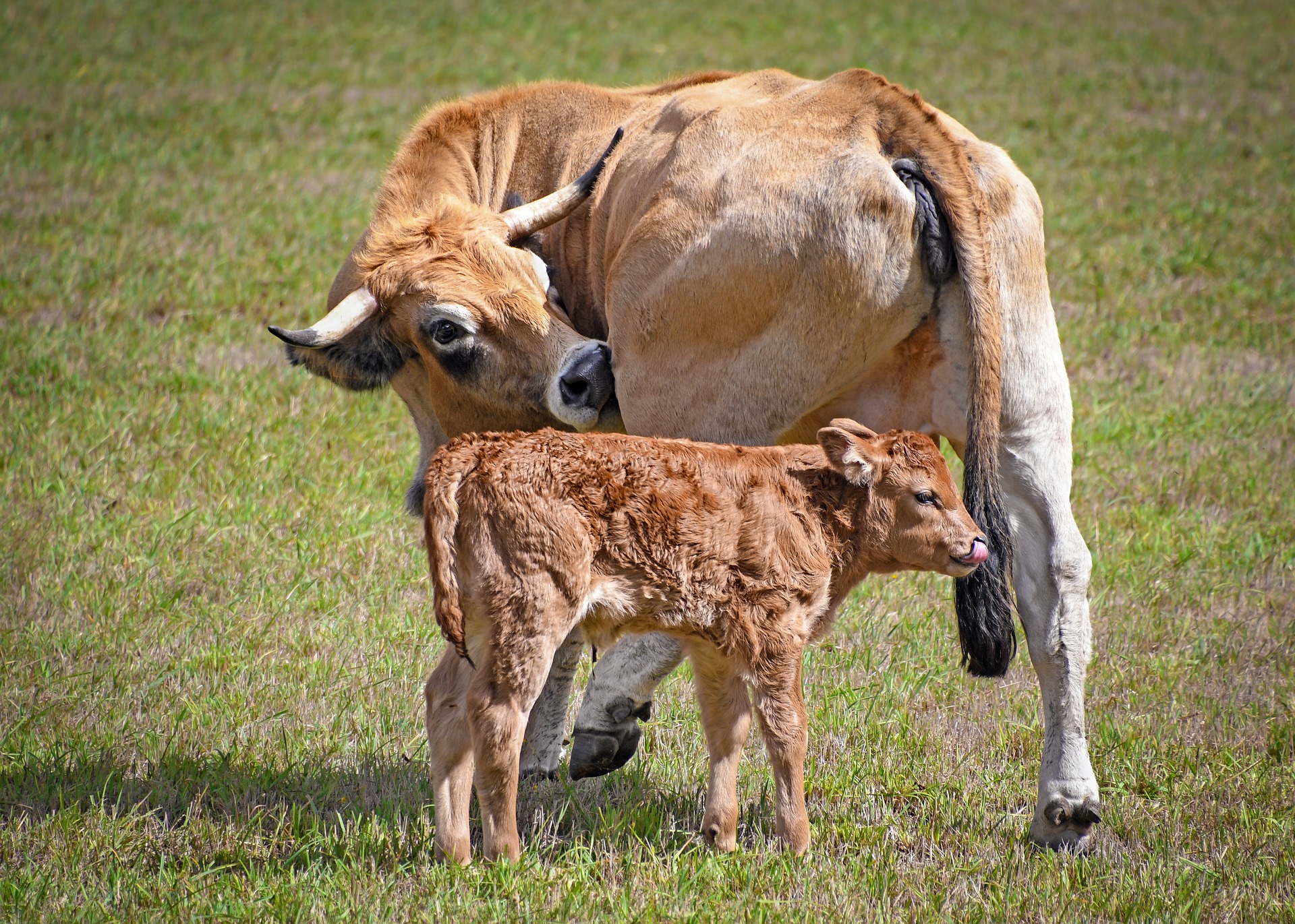 Calf management