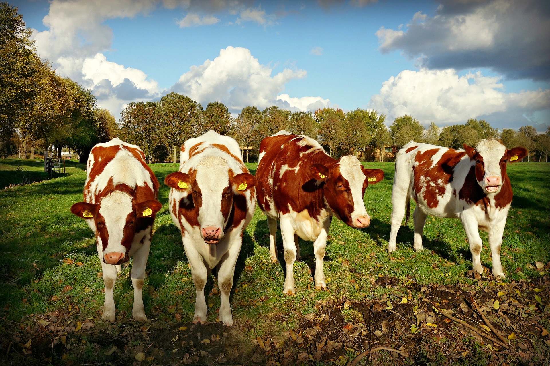 Europian Dairy cow