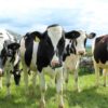 Black and white dairy cows