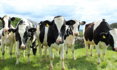 Black and white dairy cows