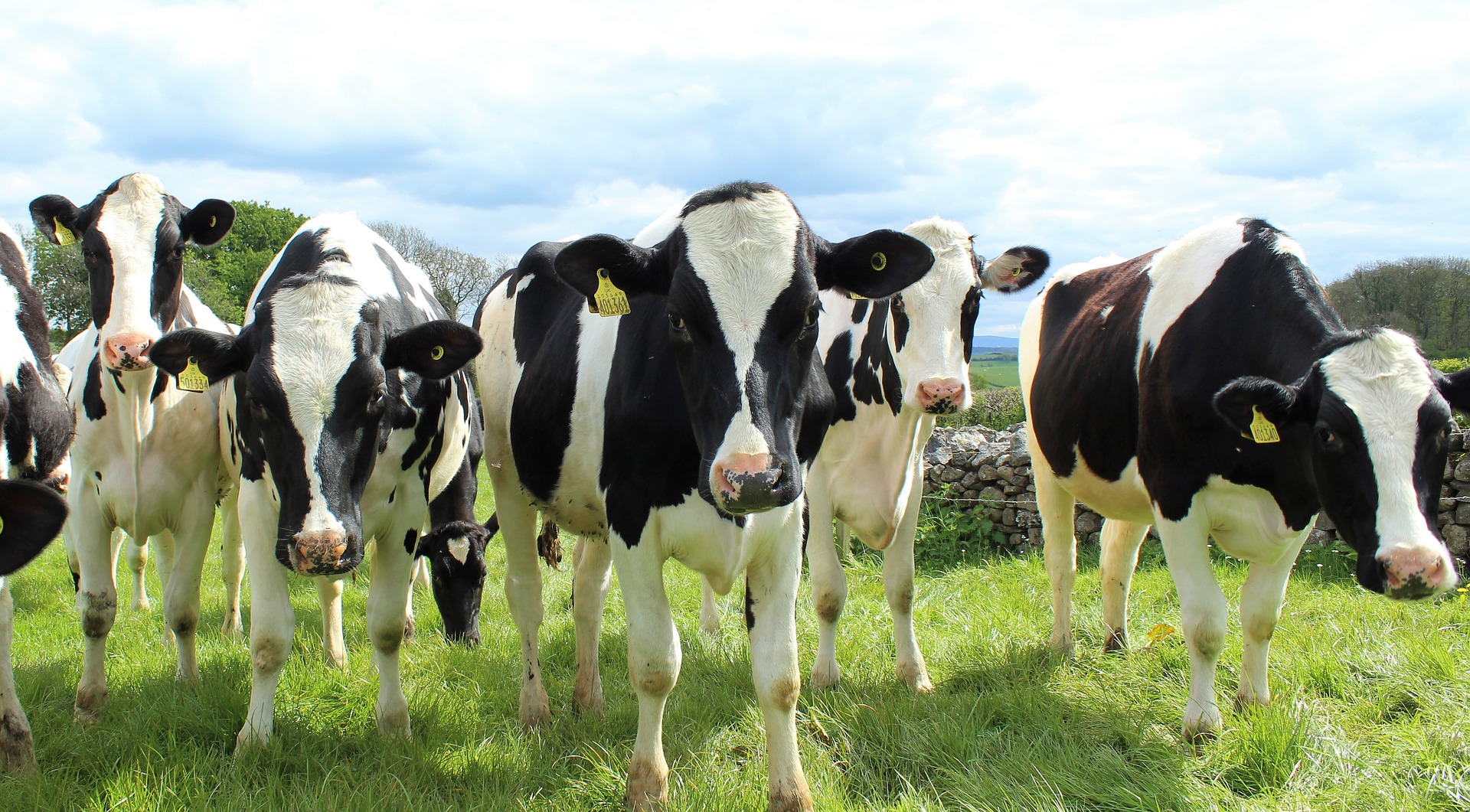 Black and white dairy cows