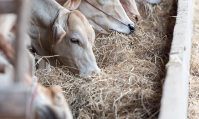 Feeding Management