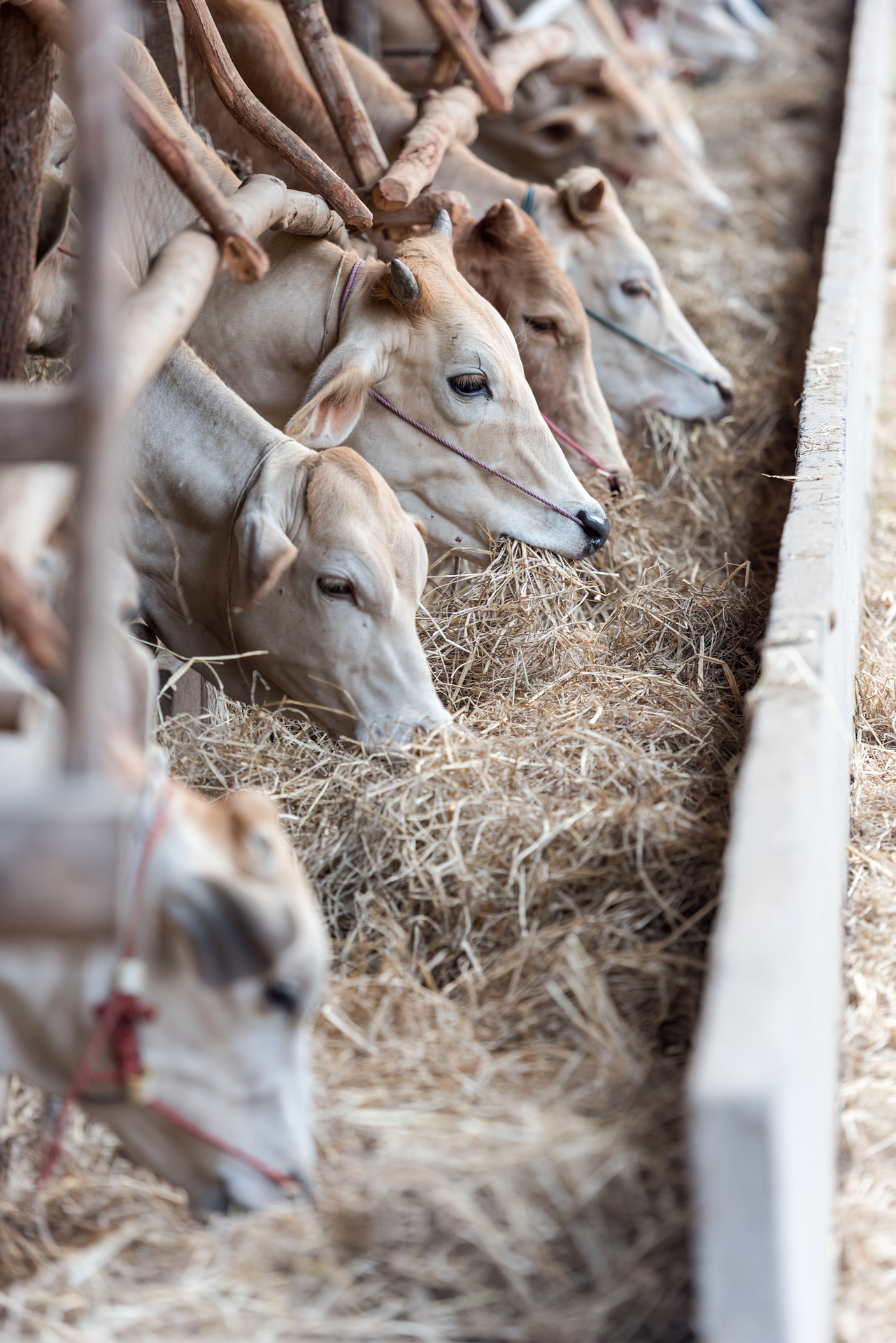 Feeding Management