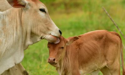 Cow and her calf