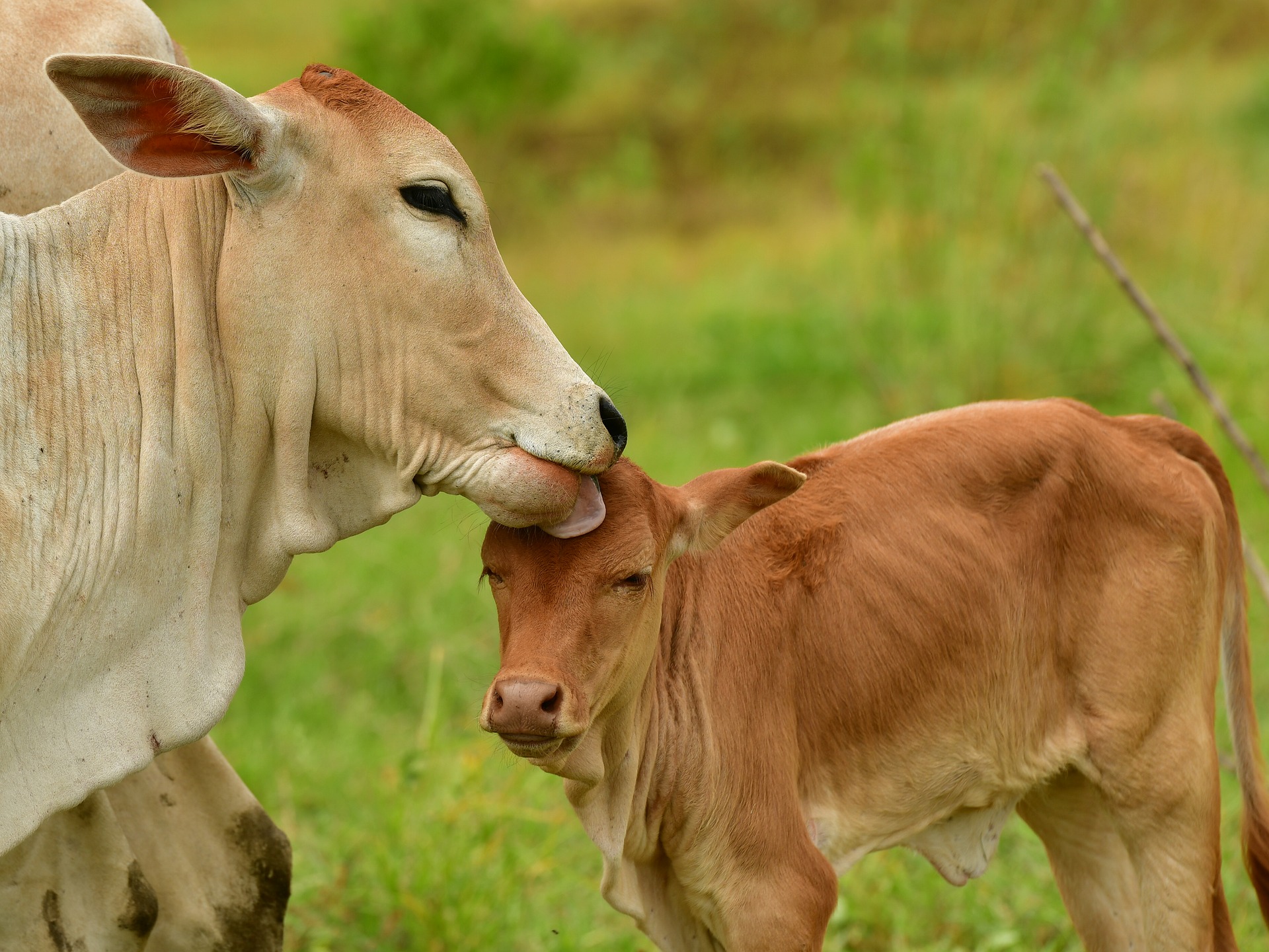 Cow and her calf