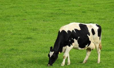 Cow at meadow