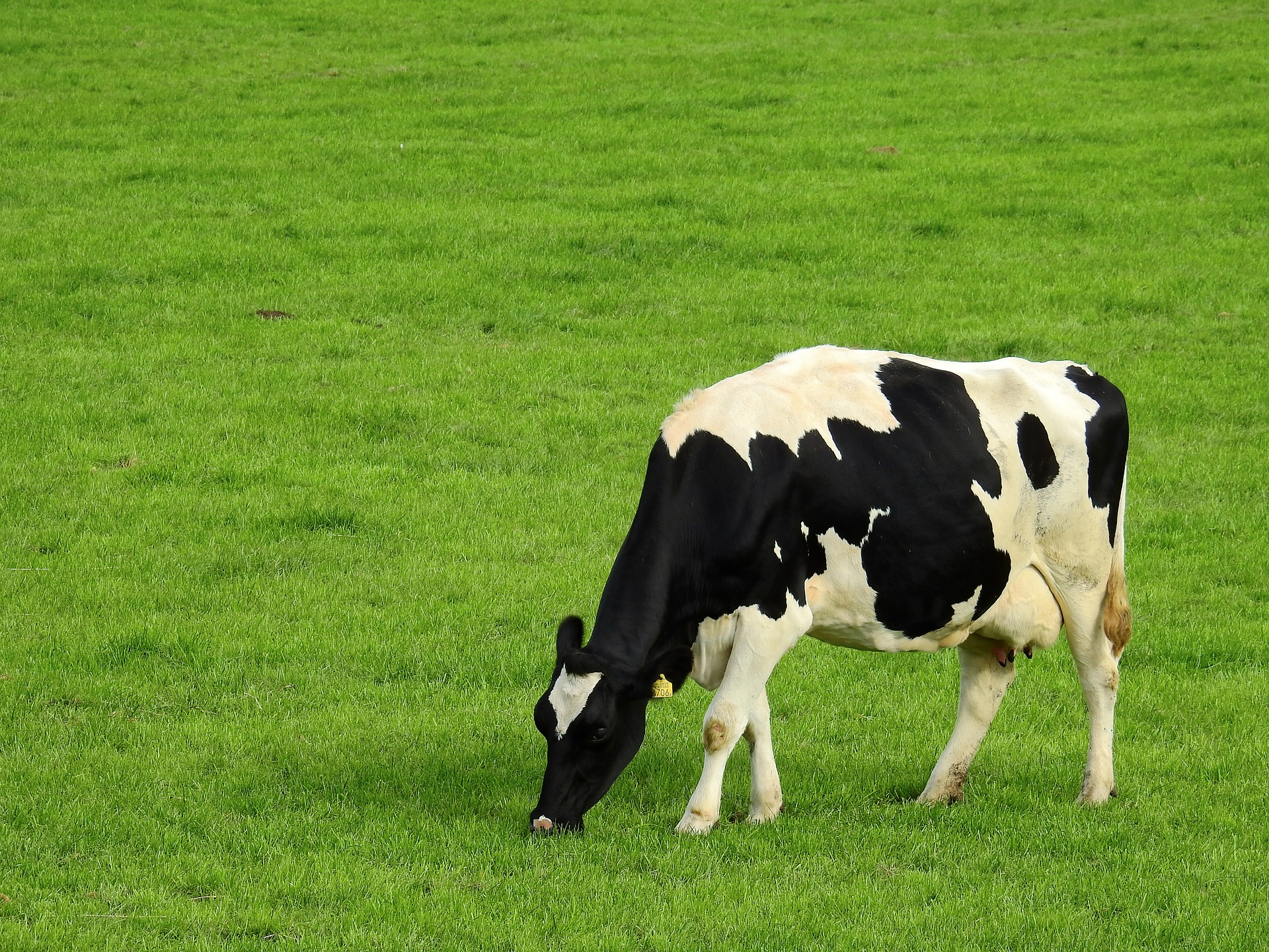 Cow at meadow