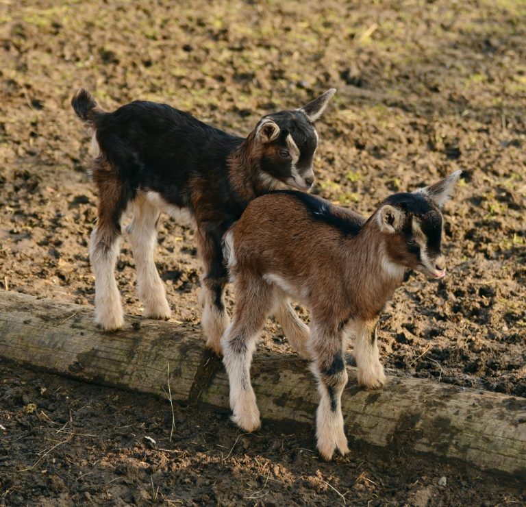 How to raise and feed baby goats Grandmasterglobal Blog
