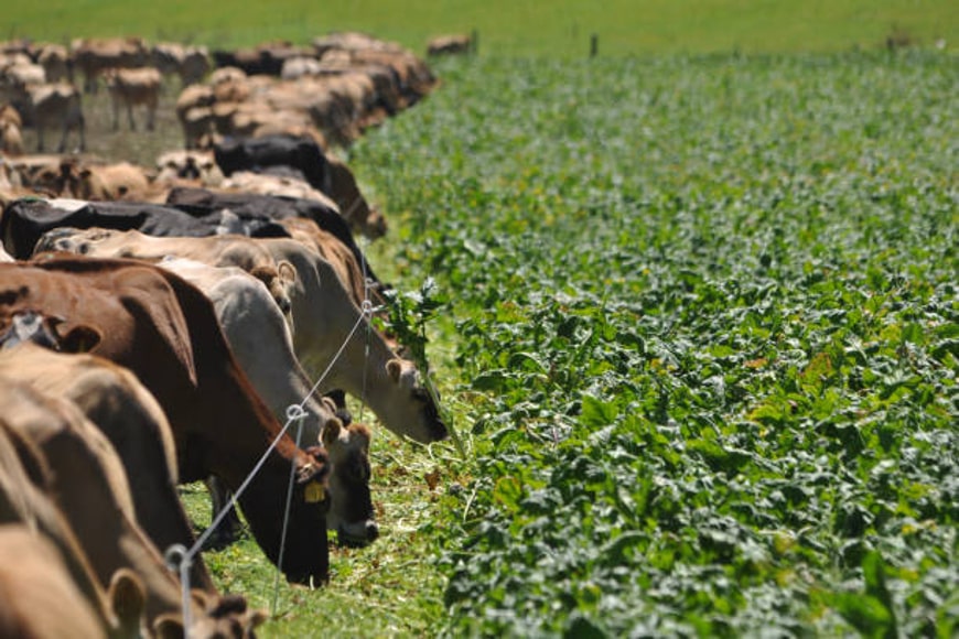Nutritional value of fodder crops in cattles - Grandmasterglobal Blog