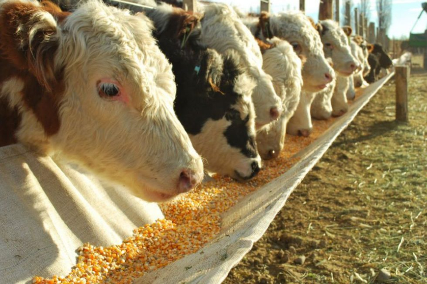 Importance of Corn Feeding to Beef Cattle | Grandmasterglobal blog