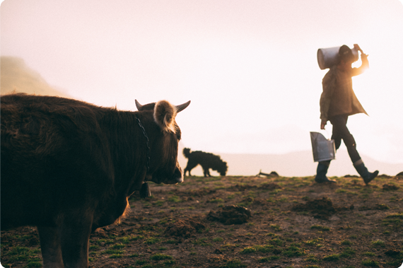 cattle farmer