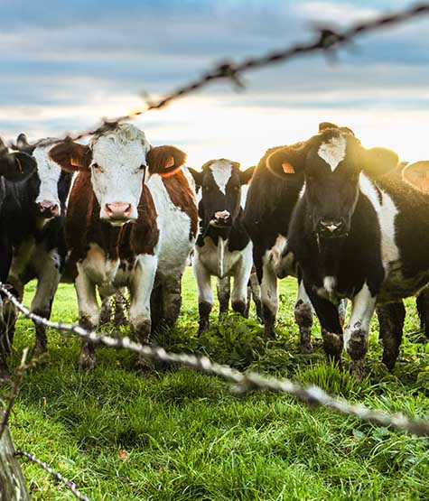 best cow farm best cattle feed in india