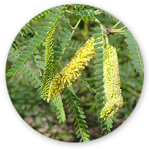 karuvel leaves