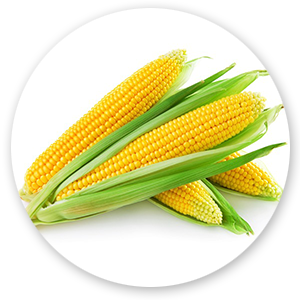 yellow maize