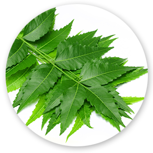 neem leaves