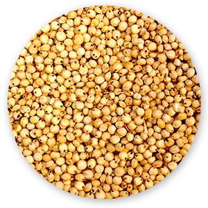 sorghum seeds