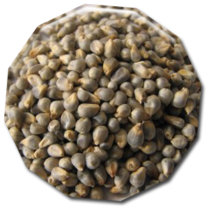 bajra seeds