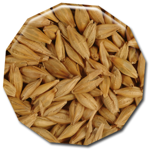 Barley seeds