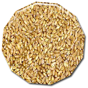 wheat cattle feed