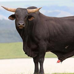 Huge Brangus breed bull