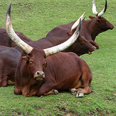 Horned cattle