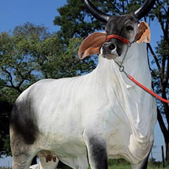 Brazil cow from India