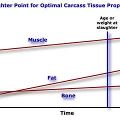 cattle nutrition