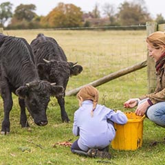 Black calves