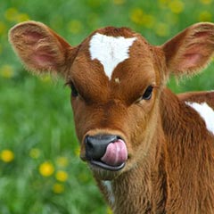 Calf