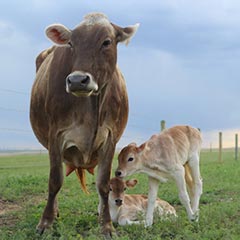 Cow and calves