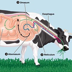 cow digestive organs