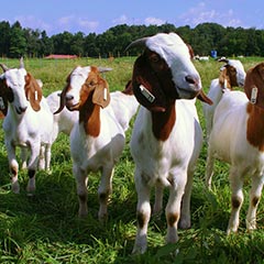 Dairy goats