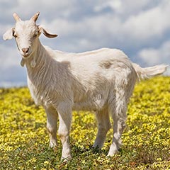 White goat