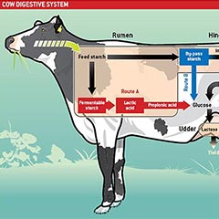 Cow digestive system