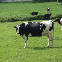 Dairy cow 