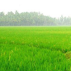 Paddy Field