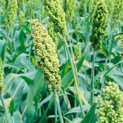 Maize Farming