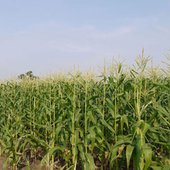 corn flowers