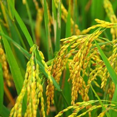 Rice paddy