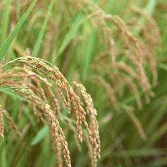 Paddy plant