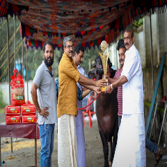 Horned cattle