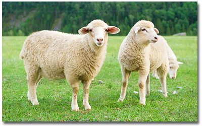 sheep breeds